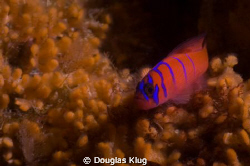 Skittles. A shy blue-banded goby on the reef at Anacapa I... by Douglas Klug 